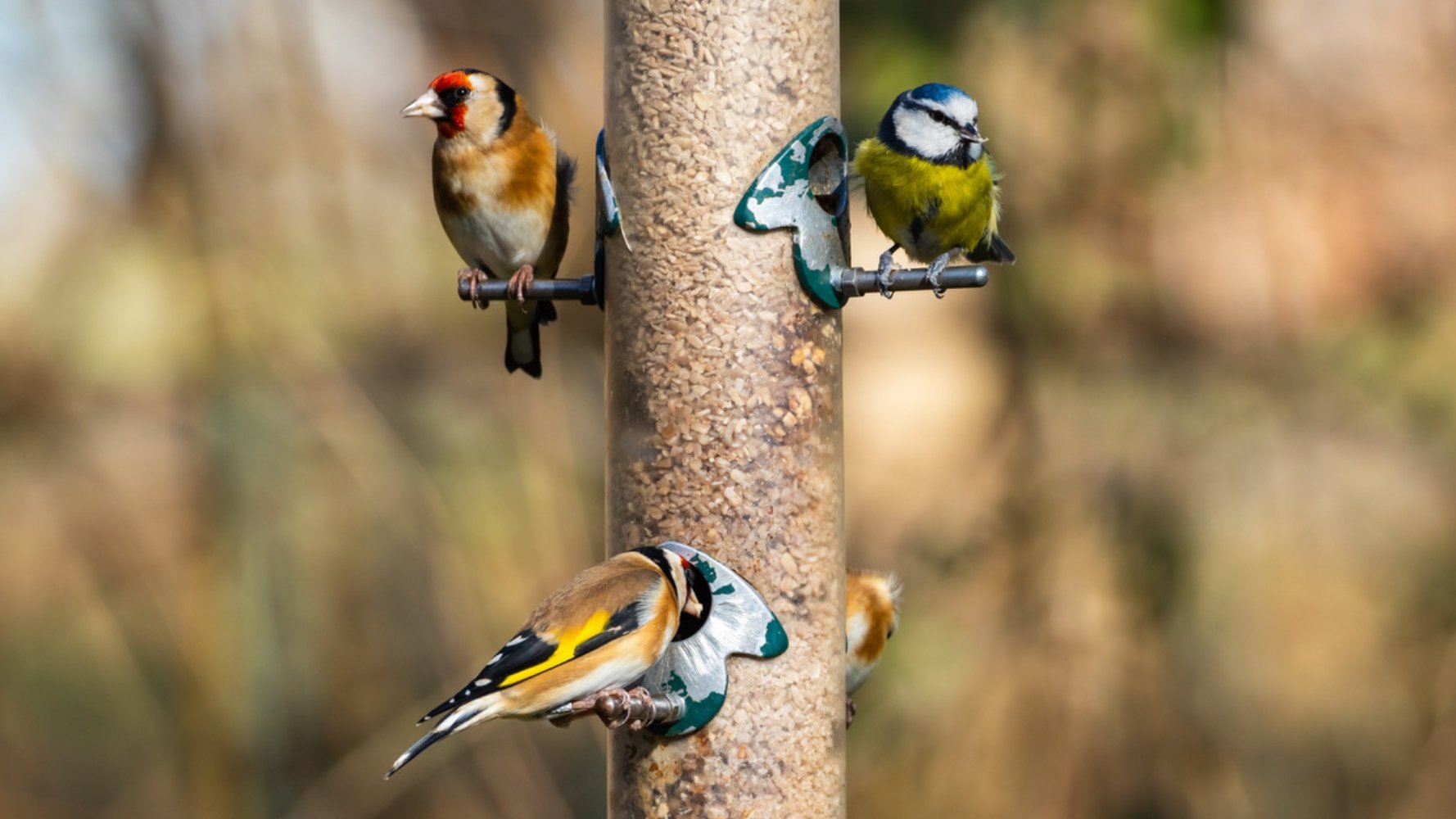 Observez, comptez, agissez : participez au recensement des oiseaux