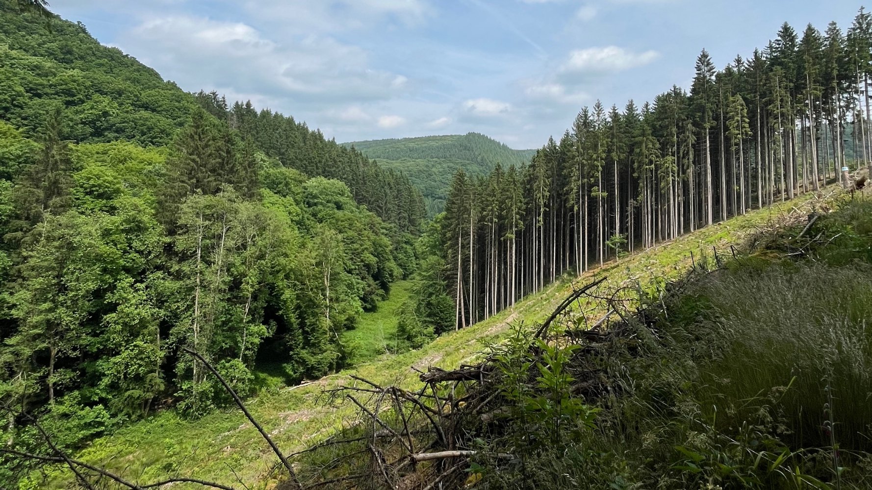EUDR : Greenpeace et natur&ëmwelt interpellent le gouvernement