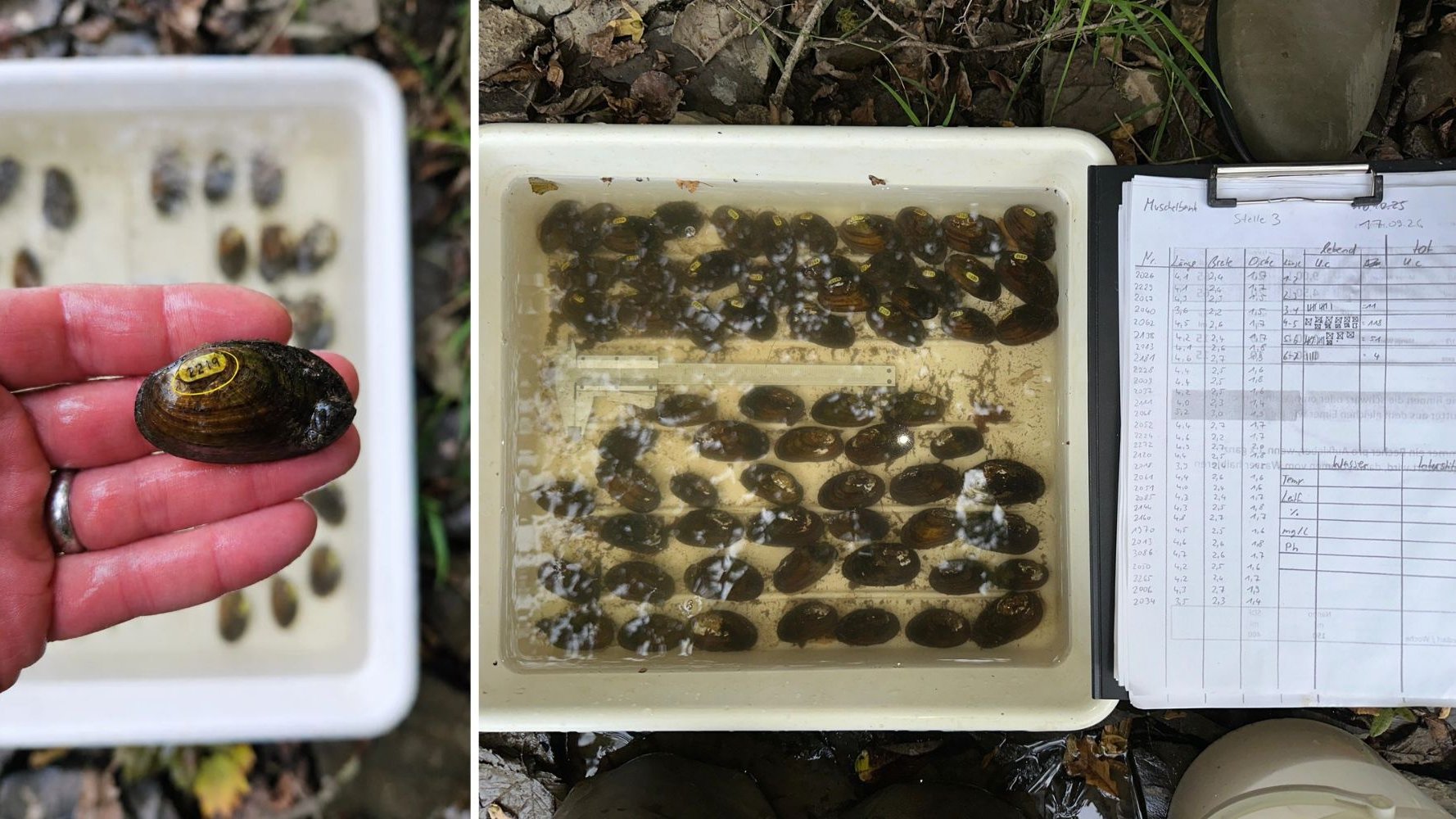 Les moules d'eau douce sont de retour dans l'écosystème luxembourgeois