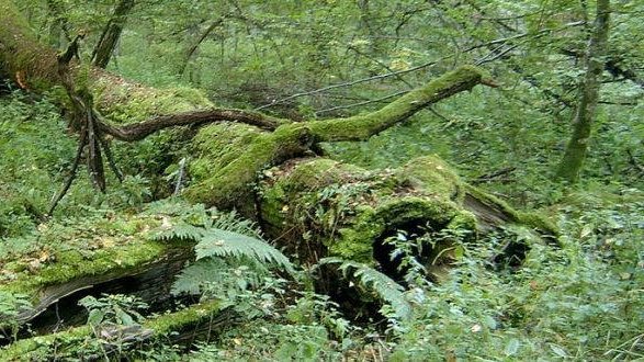 La ministre de l'Environnement augmente les aides au reboisement
