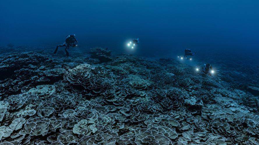 Projection du documentaire « Les Défis De La Grande Barrière De Corail »