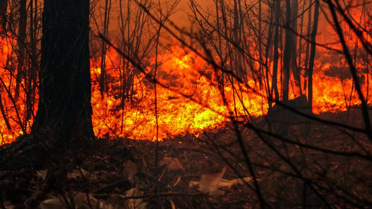 Canicule : Risque accru d'incendies en forêt