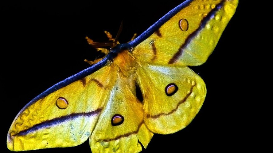 Menace sur la pollinisation : le côté obscur de la lumière artificielle