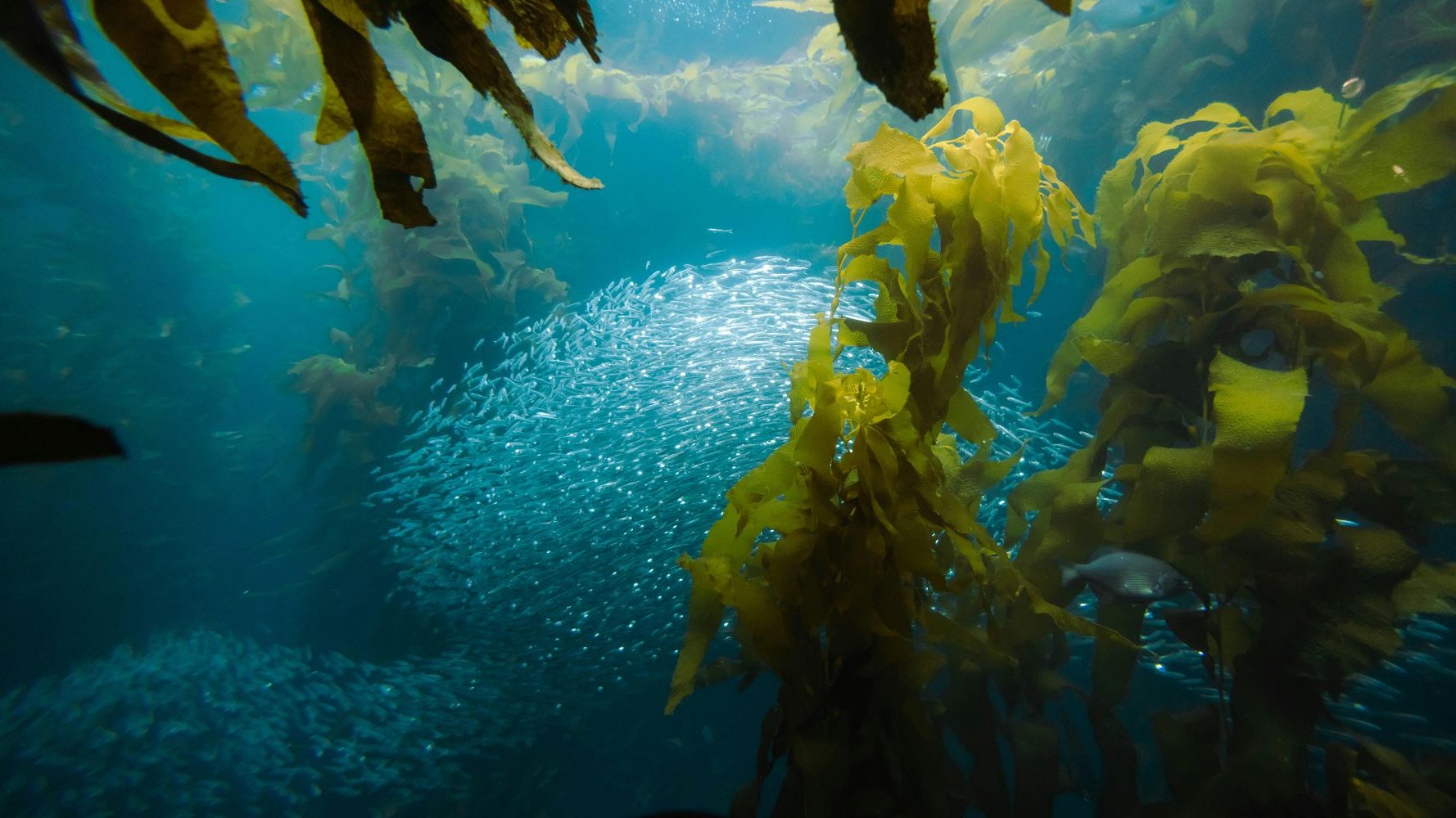 Le pouvoir des algues dans votre habitat
