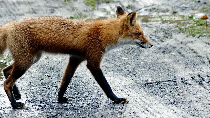 Appel au public : un renard mort ? Signalez-le !