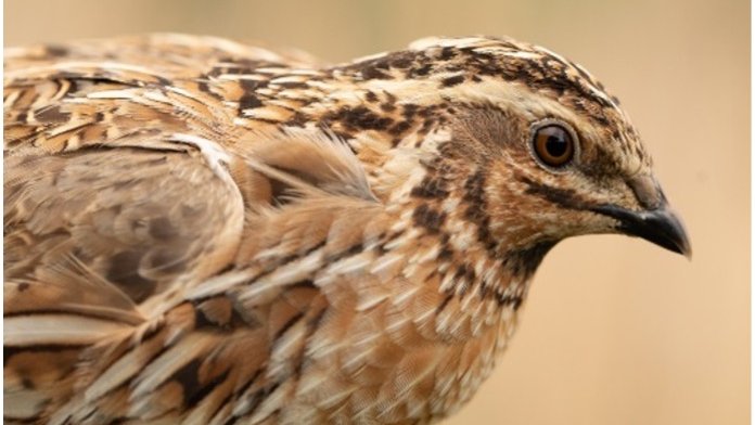 Euro Birdwatch 2025 : Visitez la réserve naturelle « Schlammwiss-Brill »