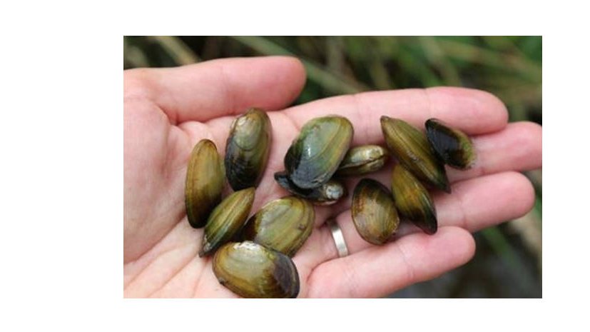 Succès du 2d séminaire LIFE : la restauration de la moule de nos rivières