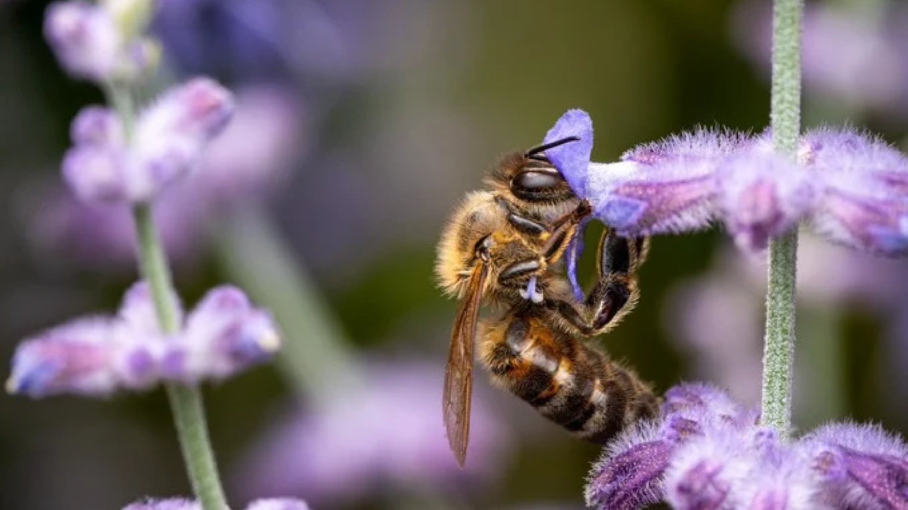 Pourrions-nous survivre dans un monde sans abeilles ?