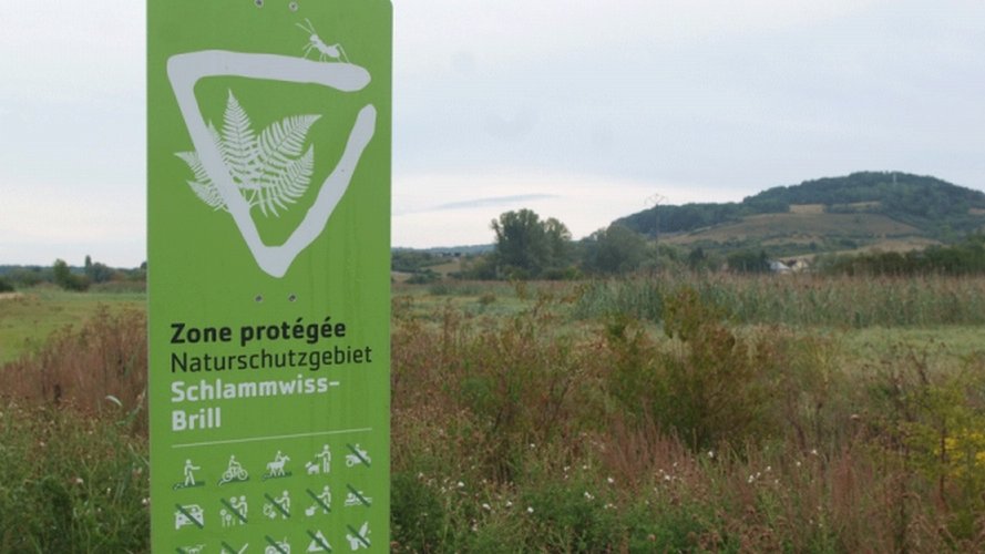 Un oiseau rare observé à Uebersyren