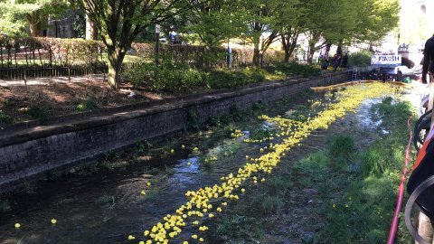 DUCK RACE 2024