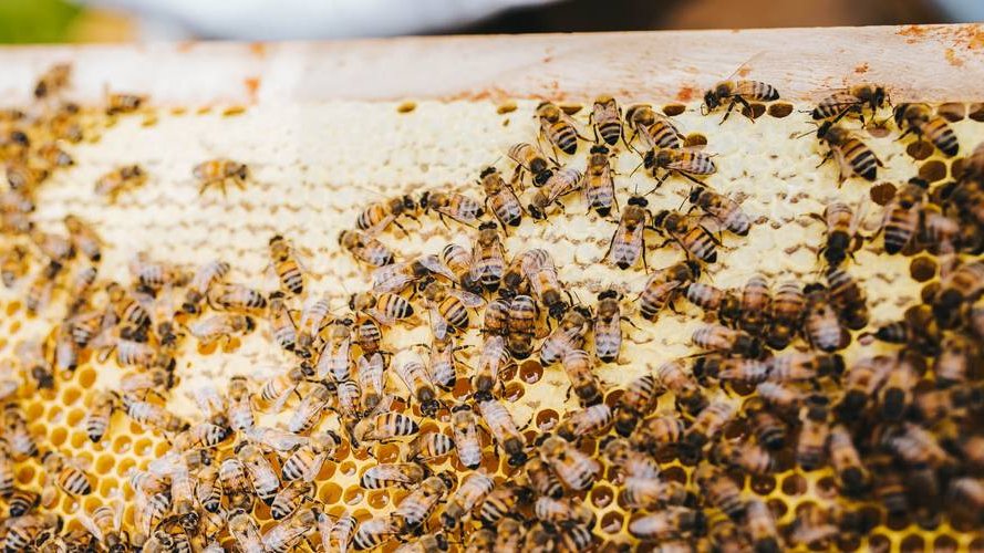 « Les insectes ont besoin des plantes, mais ils les aident aussi »
