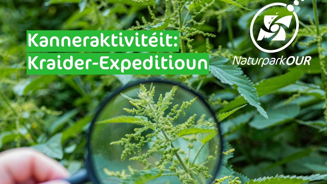Activité pour enfants : Expédition botanique
