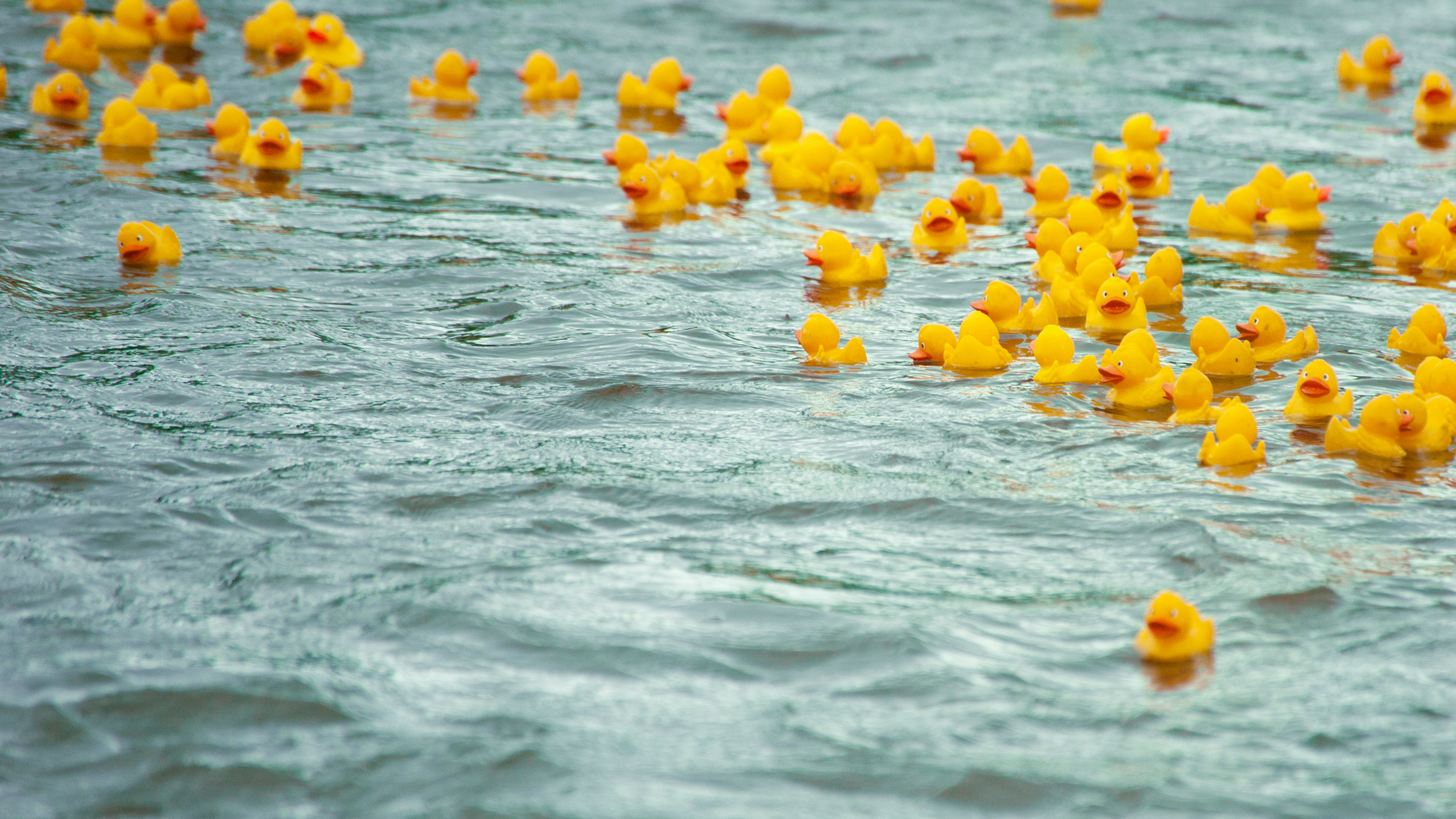Avez-vous acheté votre canard ?