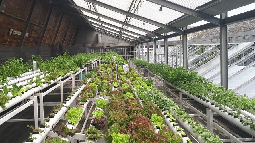 Urban farming au Luxembourg, état des lieux
