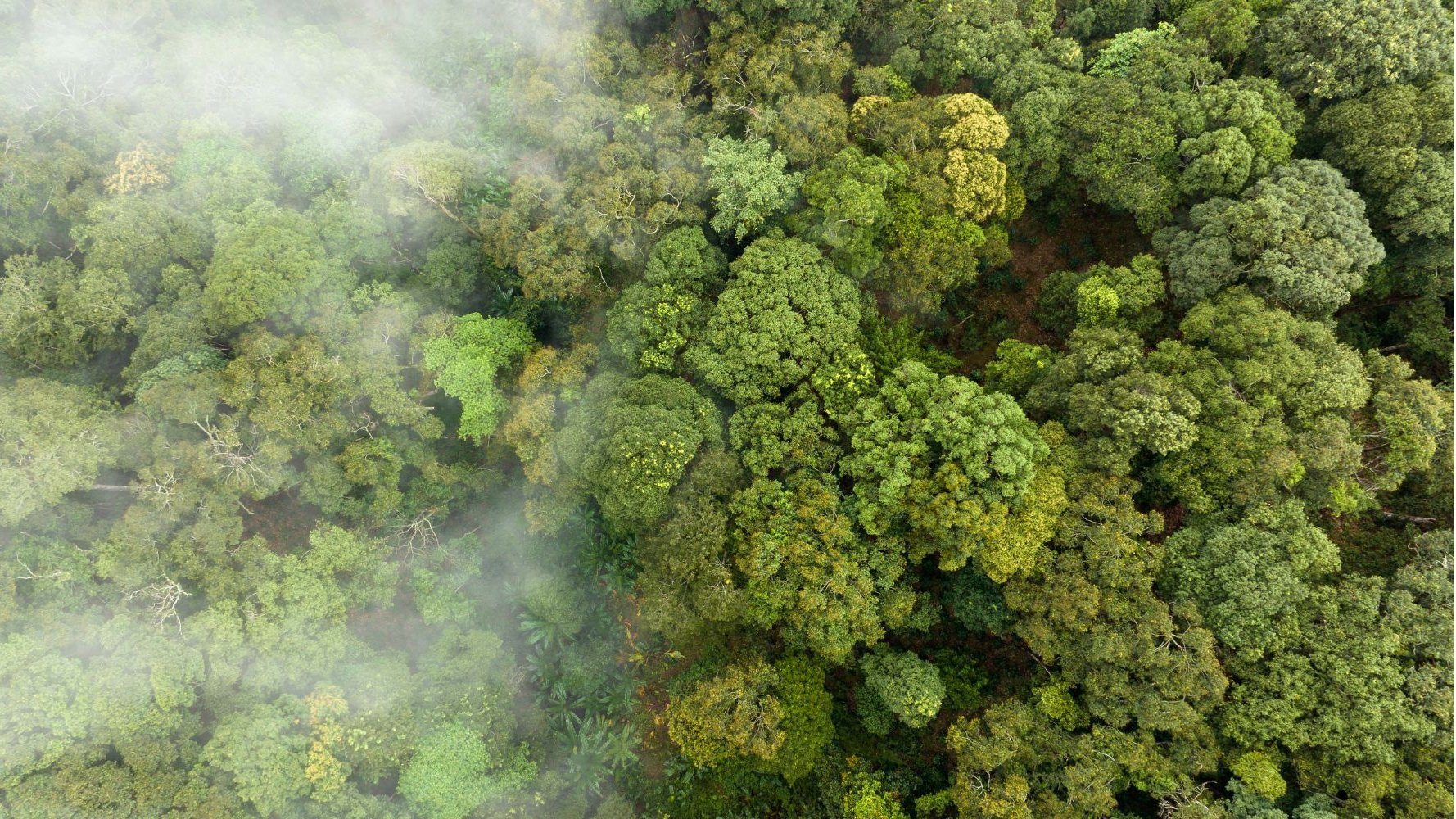 Le Luxembourg rejoint la Coalition to Grow Carbon Markets