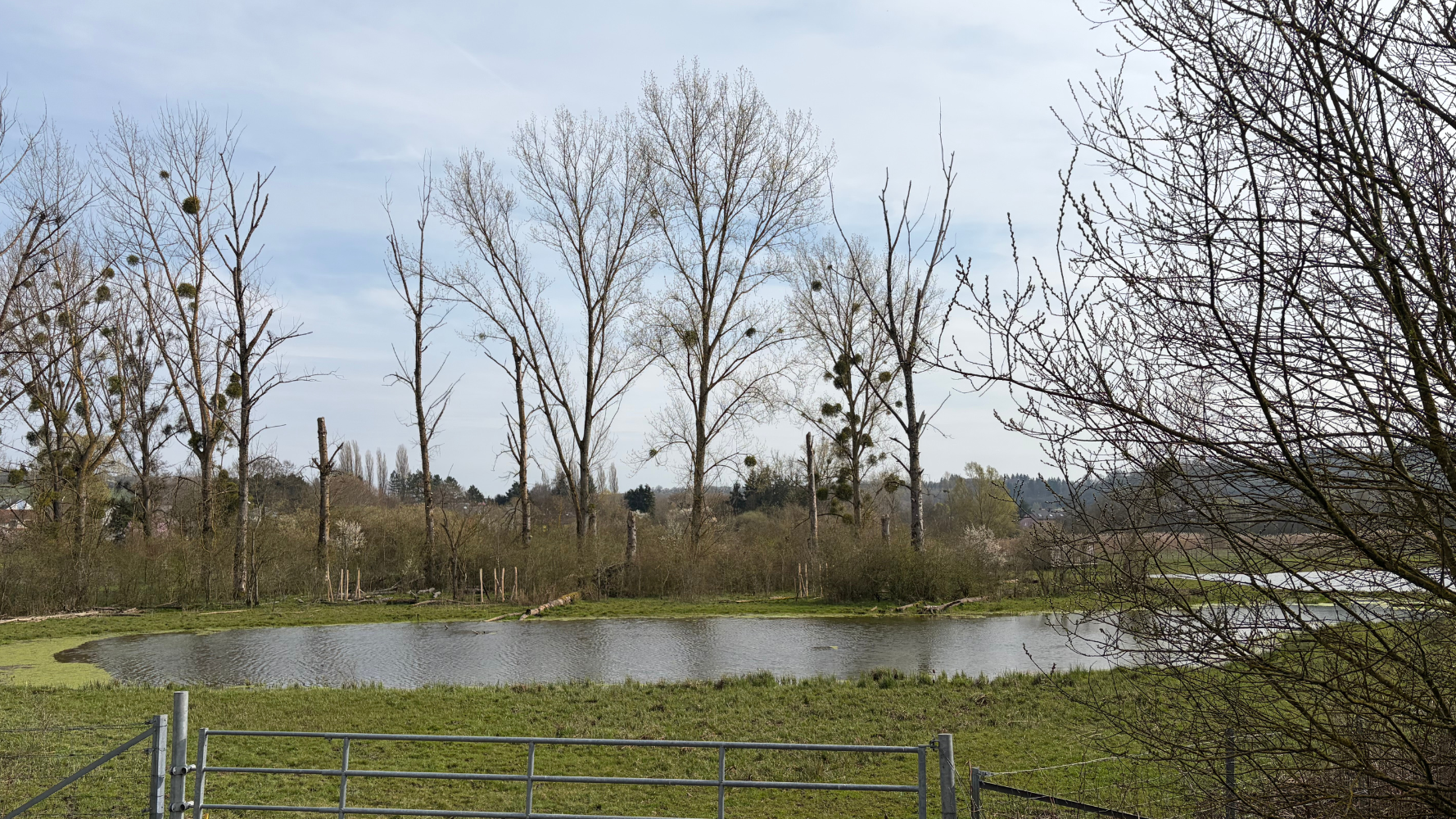 L'arbre de l'année au cœur du parc des buffles d'eau