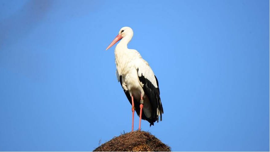 Wäisstorchen op der Duerchrees