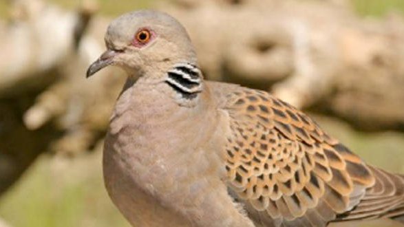 Bonne nouvelle pour les oiseaux migrateurs : Deux accords mondiaux historiques viennent d'être conclus en leur faveur