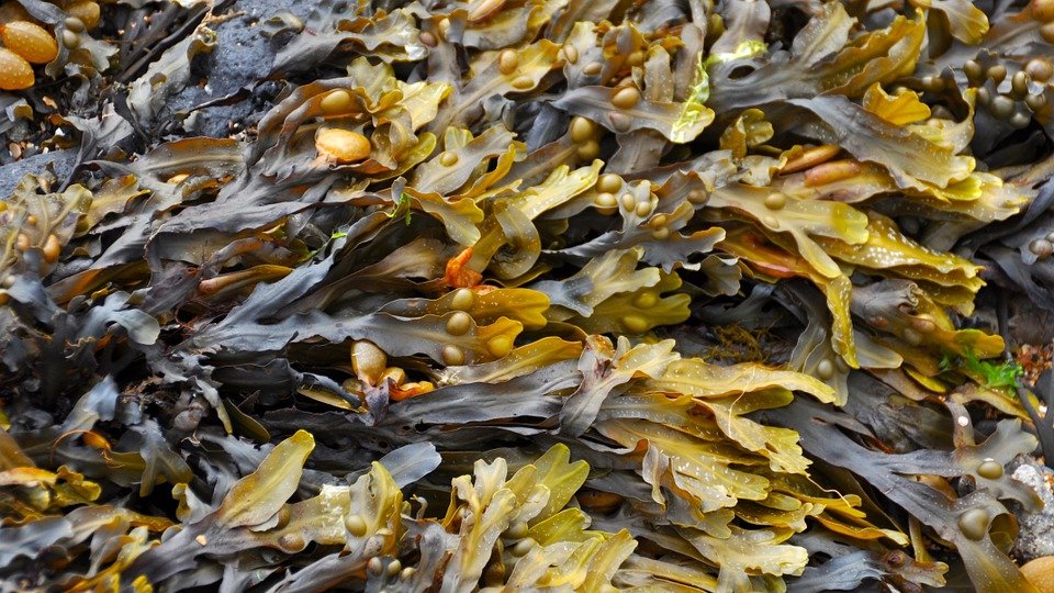 Du bioplastique durable à partir de varech