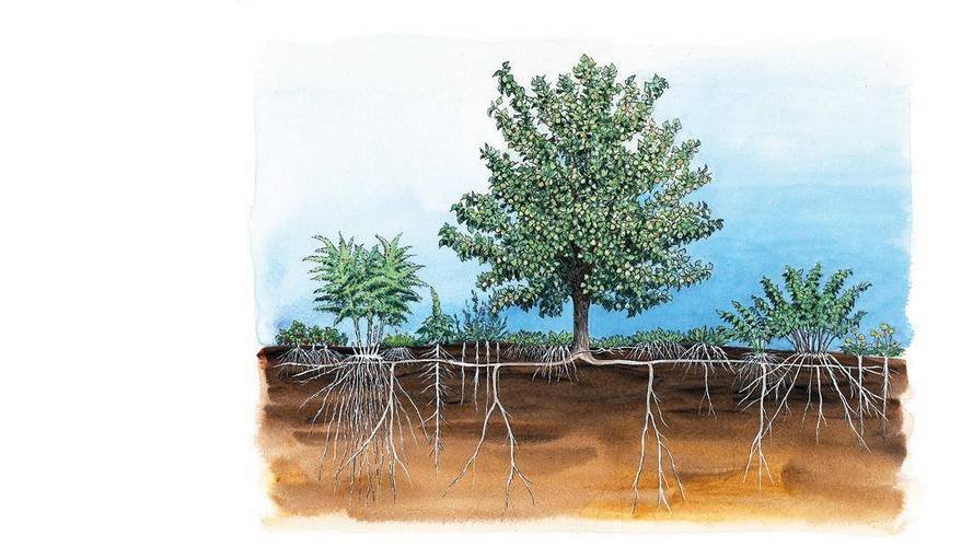 Arbres Fruitiers, plantation-entretien-récolte en Permaculture