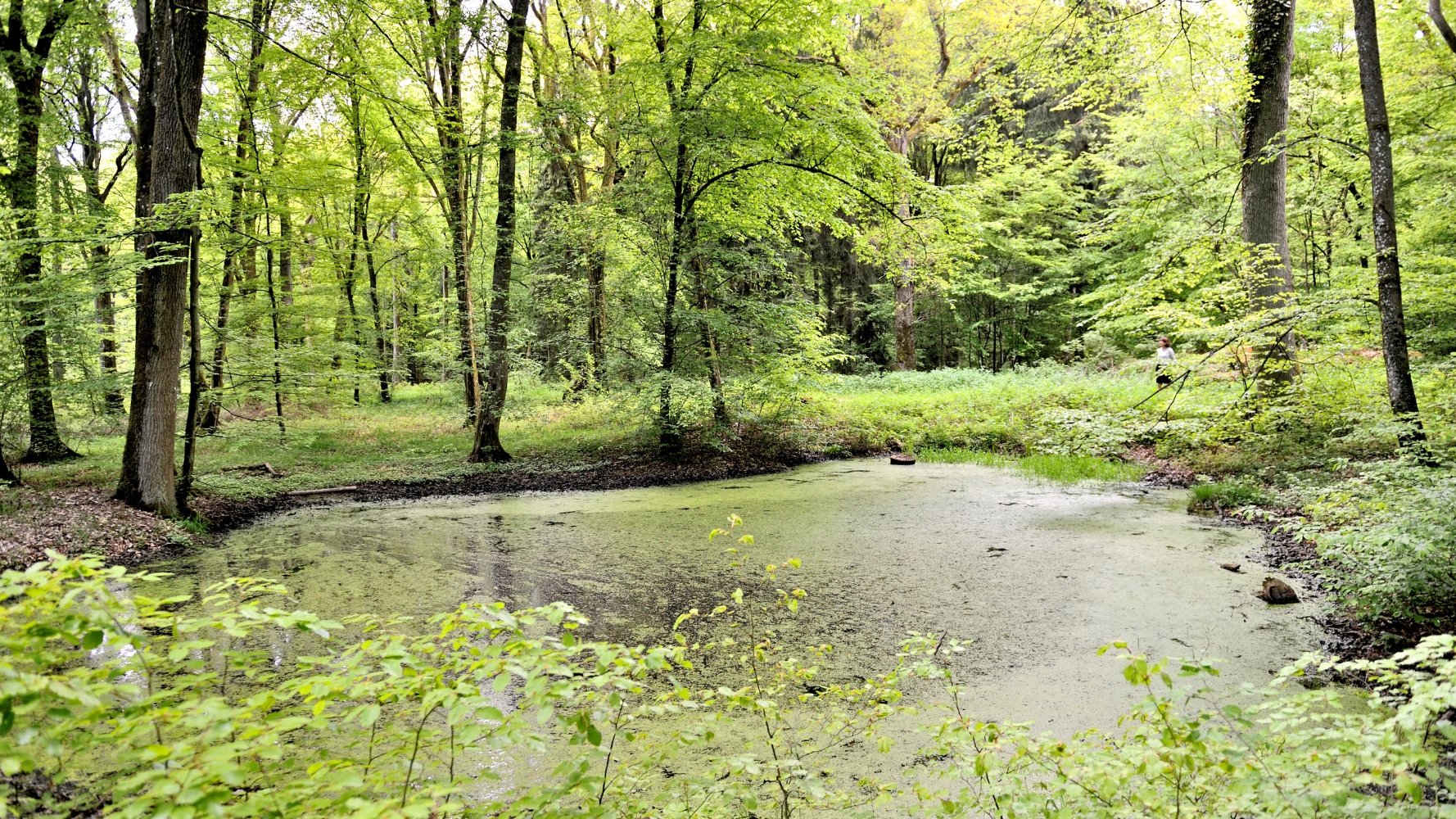 Sentier nature Mardellepad, un parcours accessible et inclusif au cœur du site