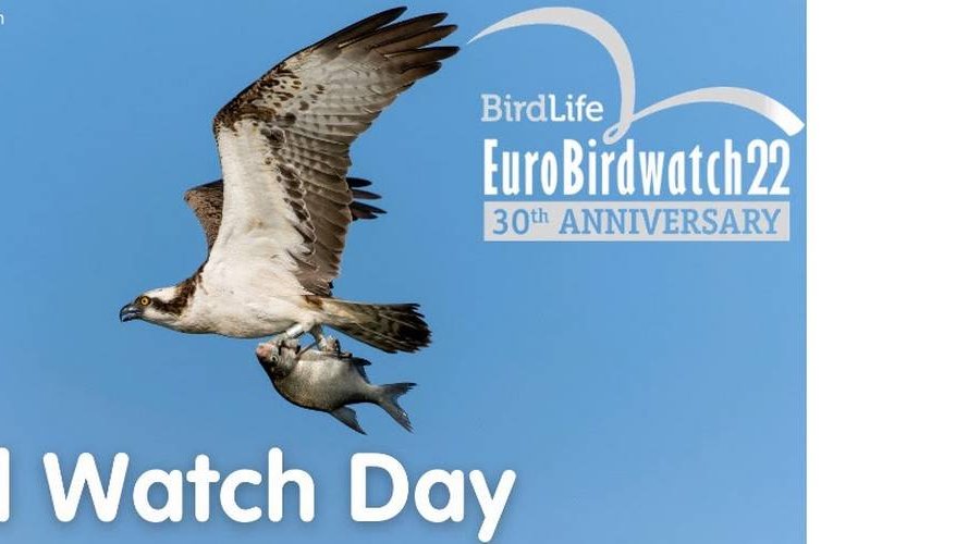 EuroBirdwatch Day 2022