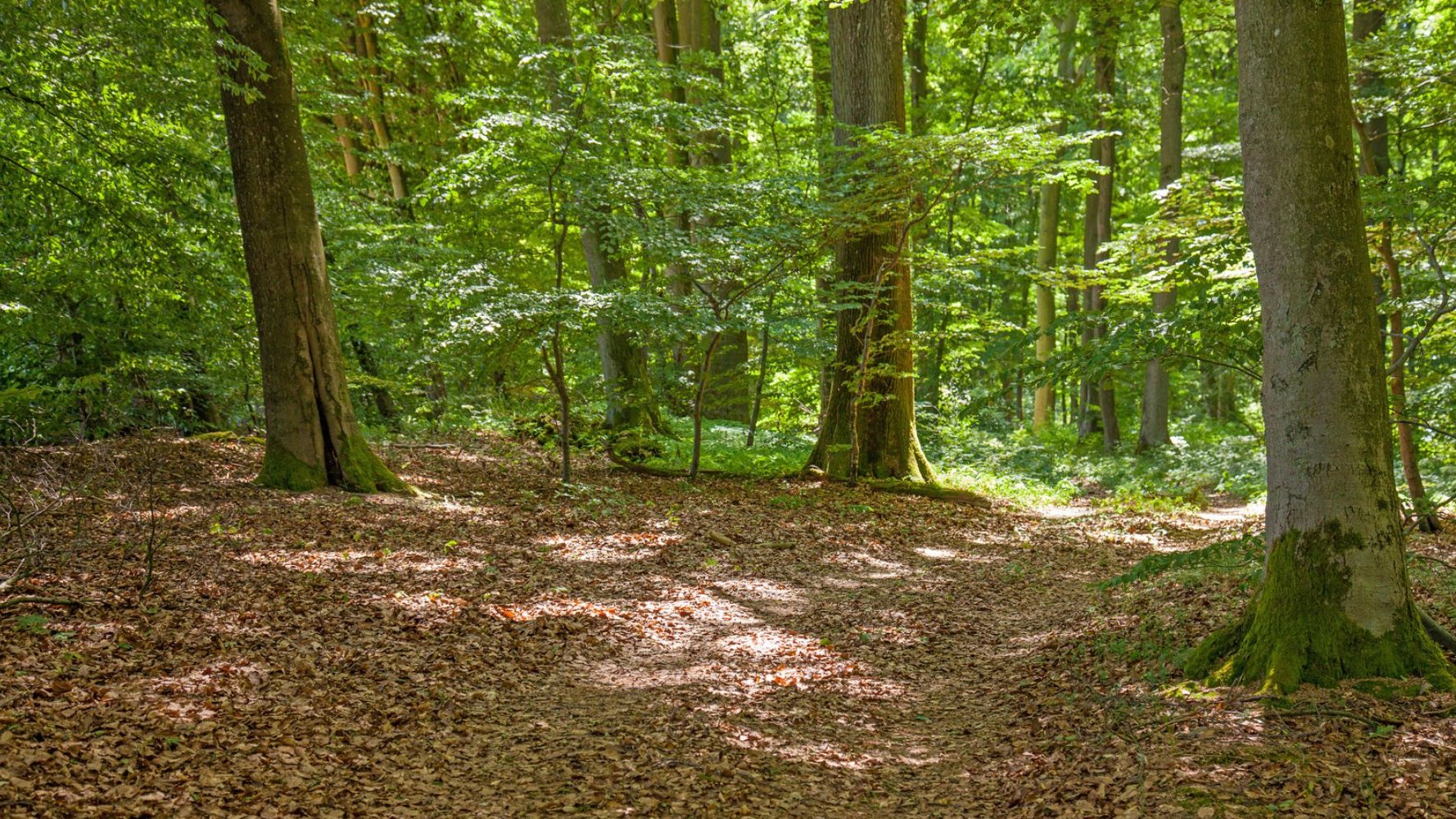 Le Luxembourg veut planter 1,7 million d'arbres supplémentaires d'ici 2030