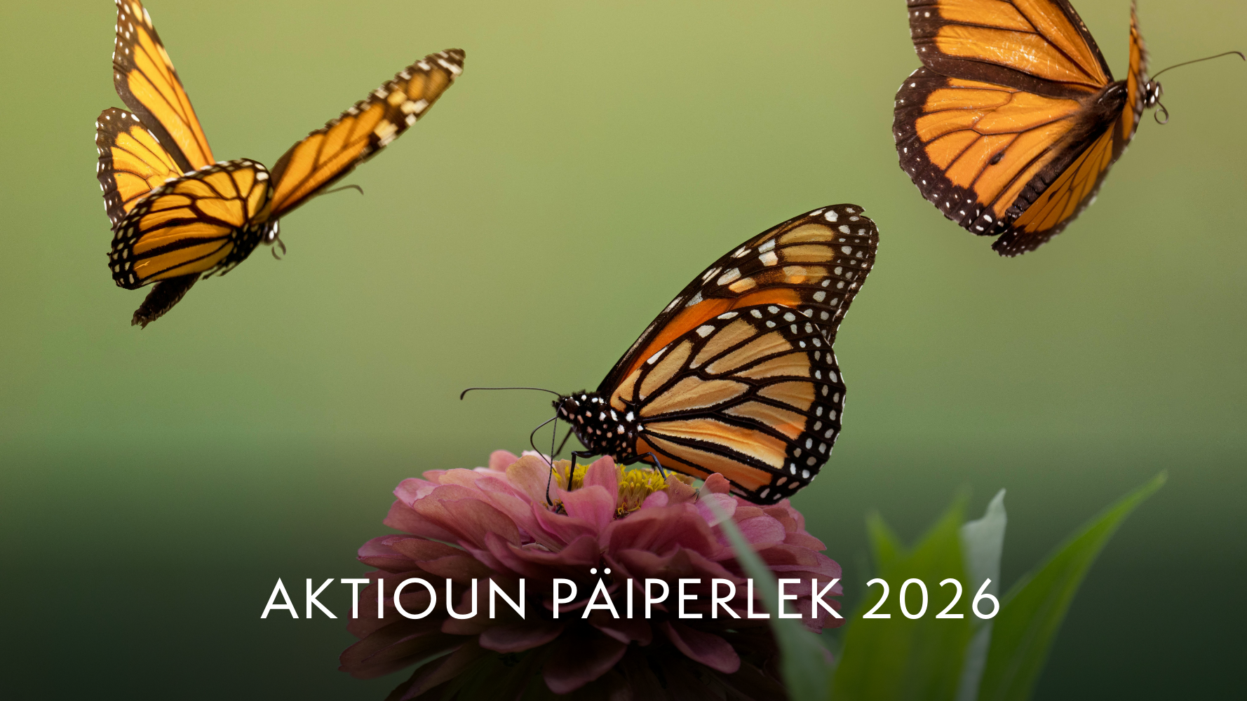Aktioun päiperlek 2026
