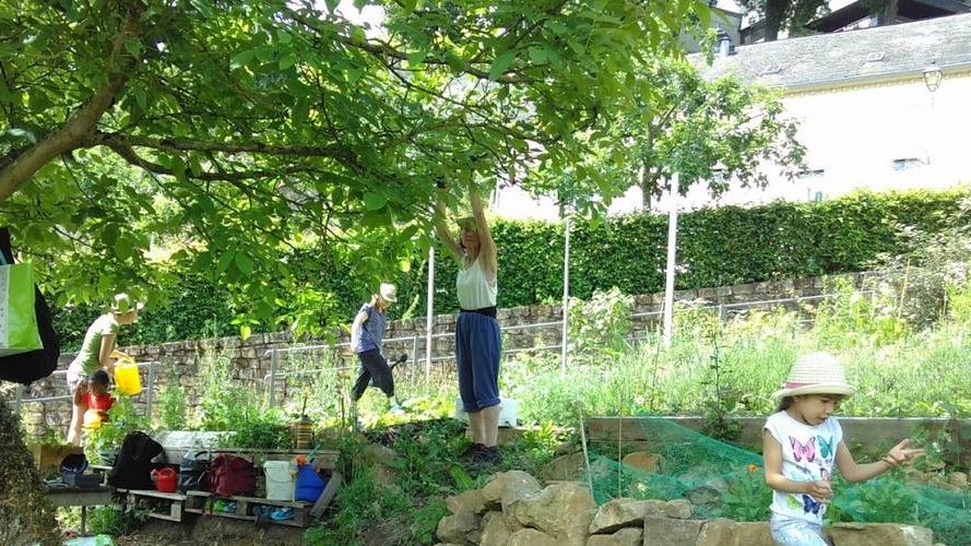Les jardins communautaires, refuges pour la biodiversité
