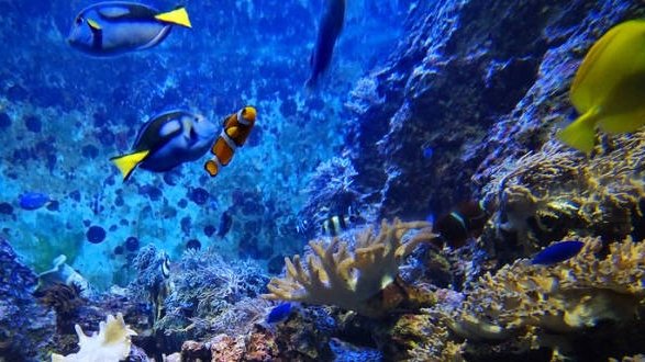 « La protection de nos océans est une question de sécurité internationale vitale »