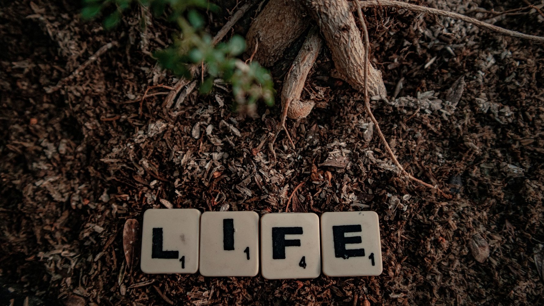 Programme LIFE : un financement vital pour la nature menacé en Europe