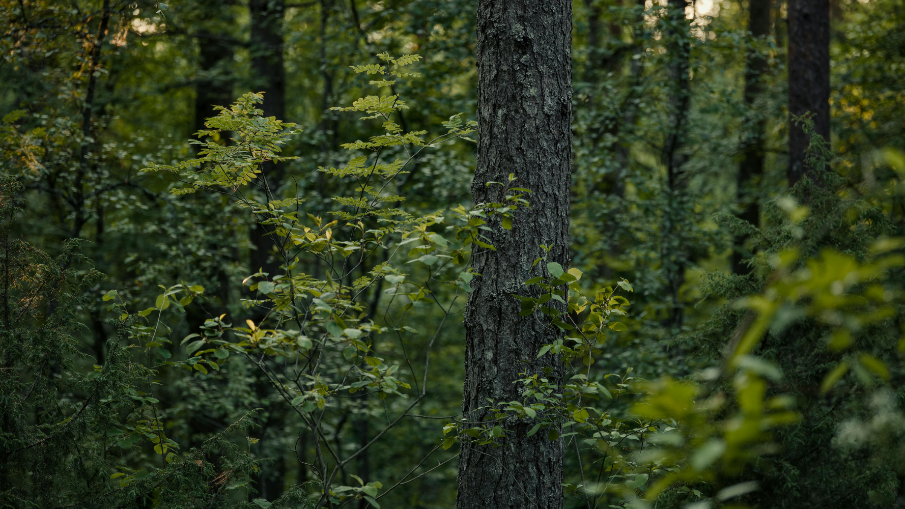 natur&ëmwelt tisse un réseau écologique national au Luxembourg