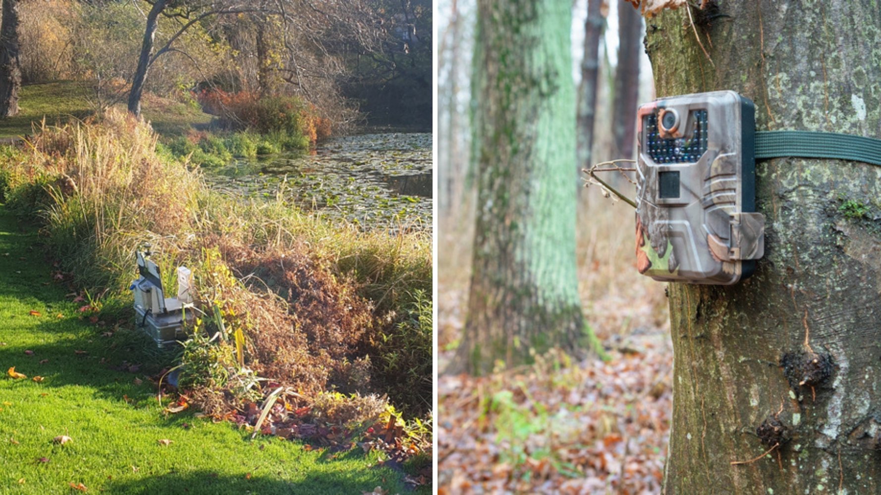 Comment les pays harmonisent la surveillance de la biodiversité en Europe
