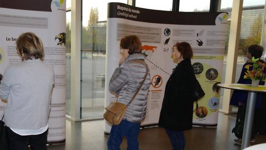 Greifvögel in Luxemburg : Neue Ausstellung von natur&ëmwelt mit Erweiterter Realität