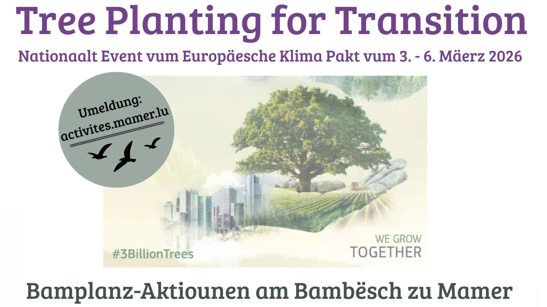 Plantation d'arbres dans la forêt du Bambësch