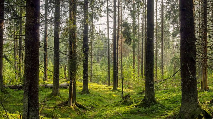 Que réserve l'avenir aux espèces d'arbres européennes ?