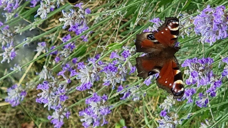 Pollinisateurs, biodiversité et développement durable vont de pair