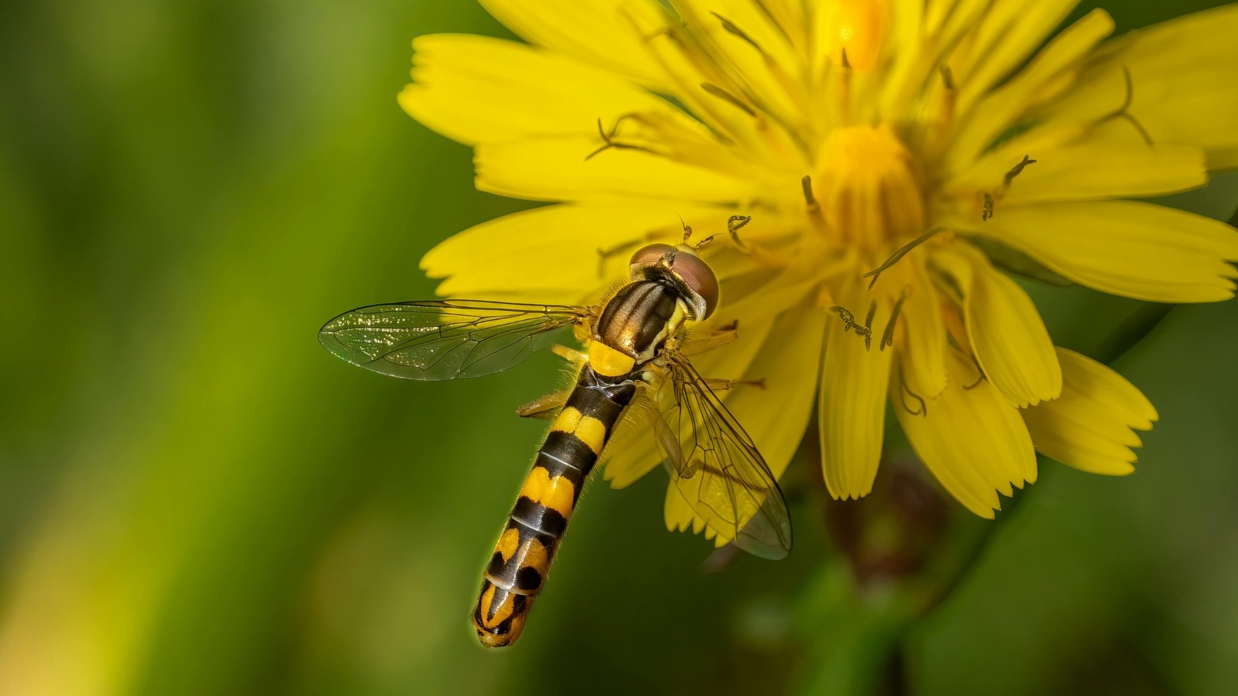 Une semaine pour ouvrir l'œil sur les insectes du Luxembourg