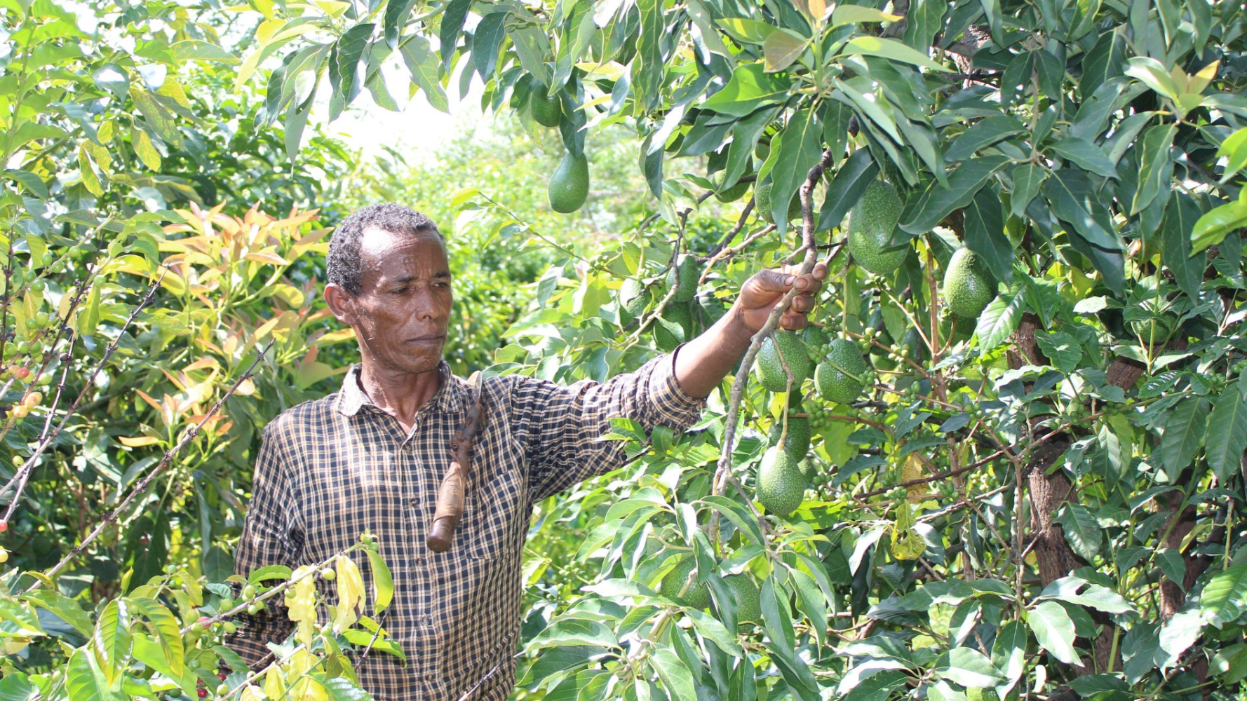 La diversification agricole pour un meilleur revenu