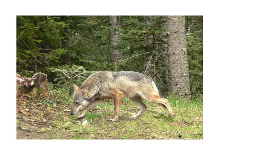 Erster offizieller Wolfsnachweis in Luxemburg seit 124 Jahren