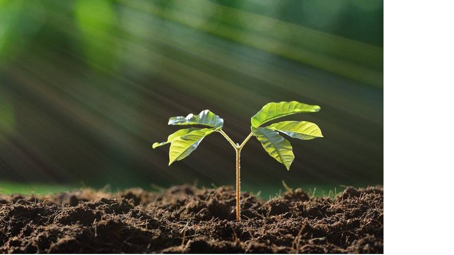 Journée nationale de l'Arbre sur le site de l'Äerdschëff