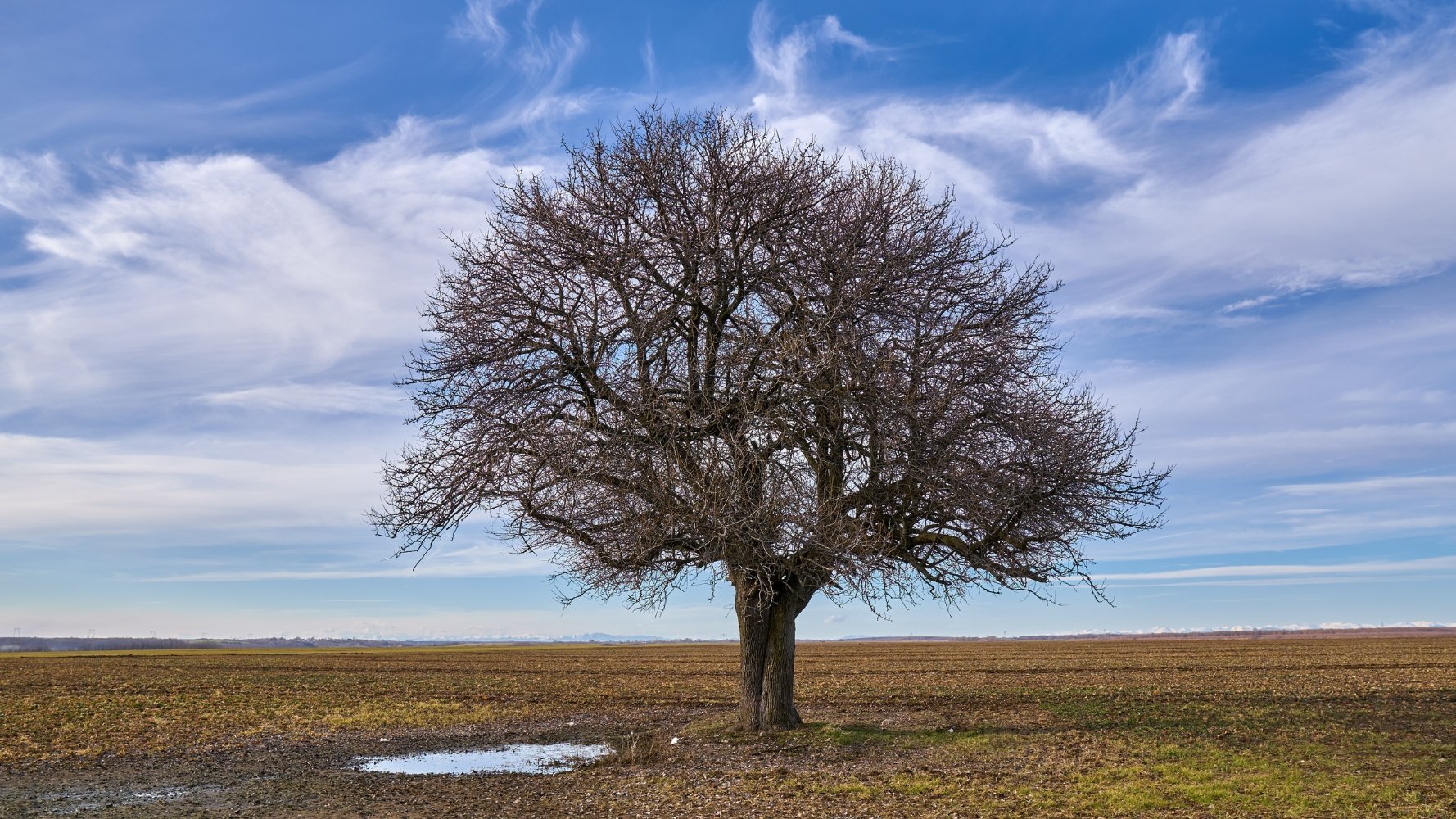 Un pays qui plante : la Journée de l'Arbre mobilise le Luxembourg