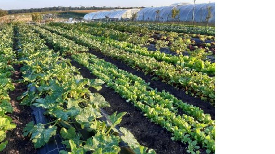 Vum Gréis- exploitation maraîchère – Agriculture solidaire (Amap)