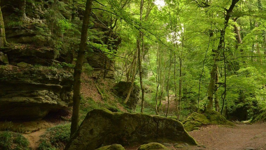 Plan d'action pour une forêt saine