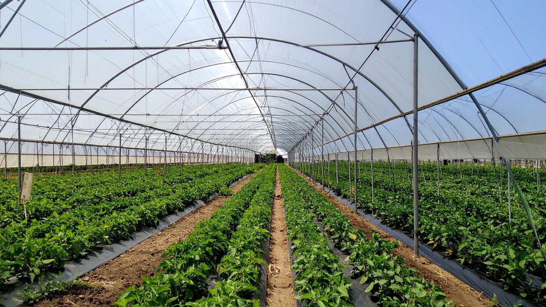 Un appel à projets pour la construction de serres horticoles