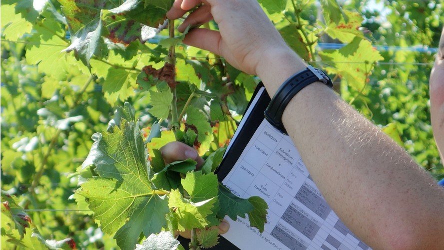 Changement climatique : viticulture impactée