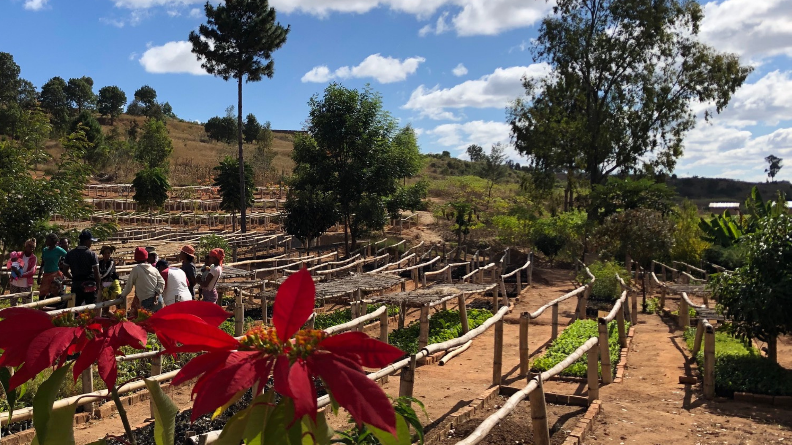 Compensation carbone : comment y participer ?