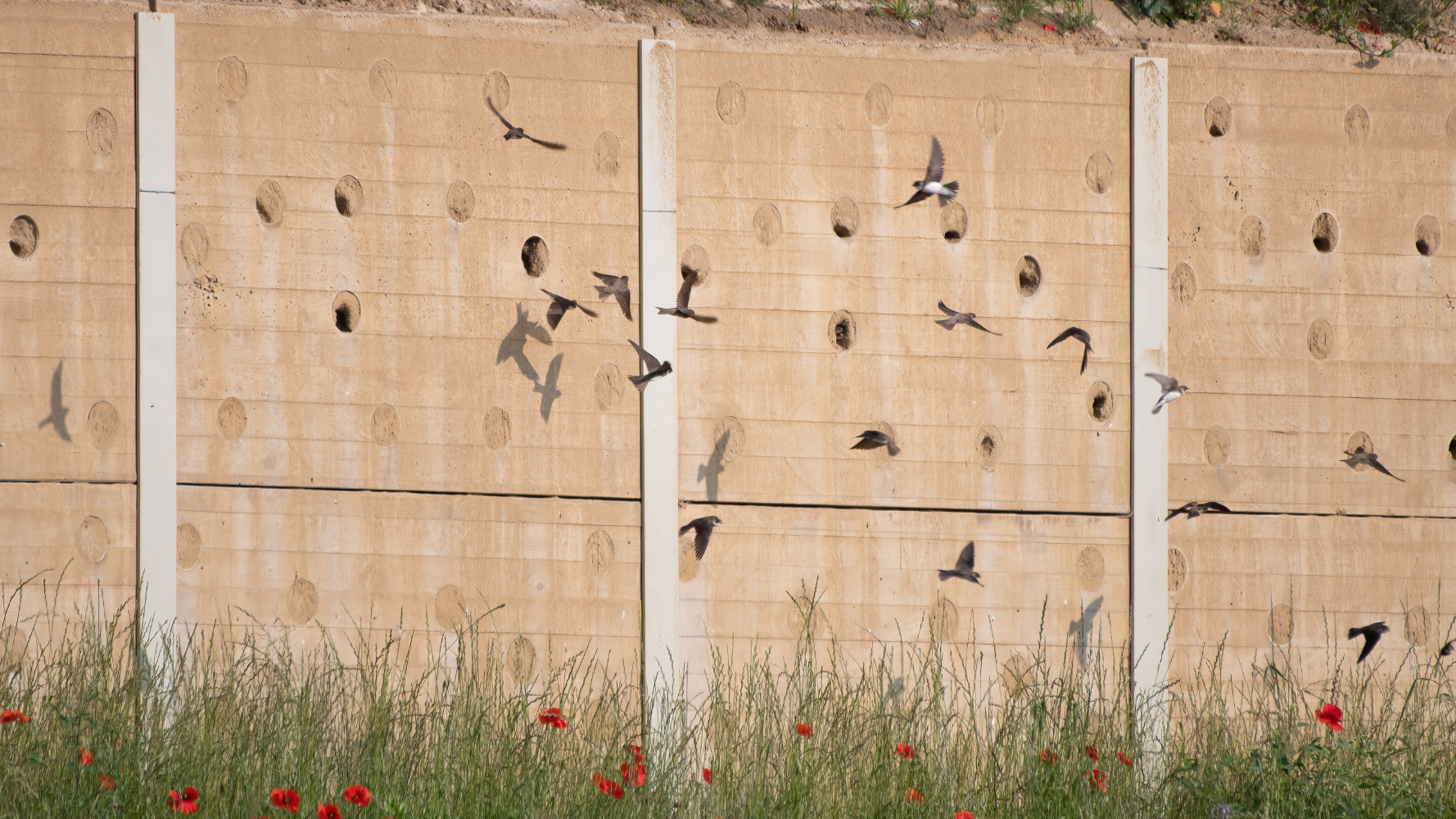 L'hirondelle de rivage élue « oiseau de l'année 2026 »