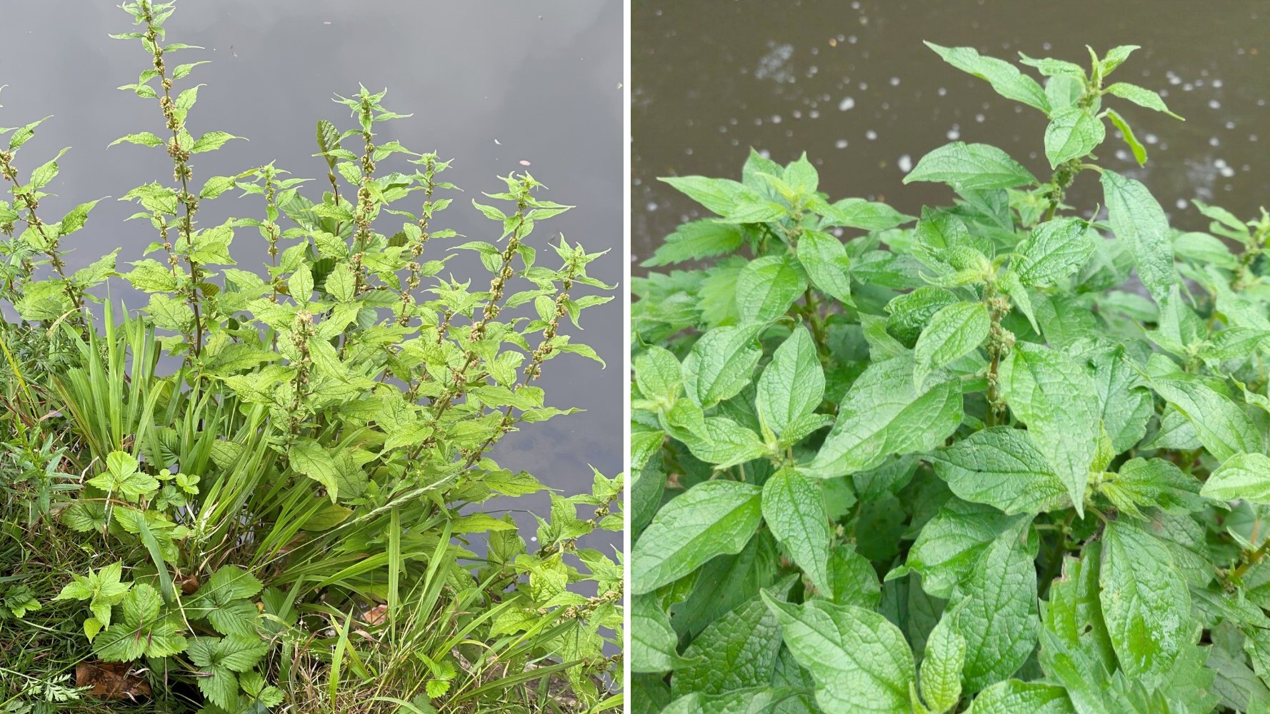 Discovery of a critically endangered plant in Luxembourg City