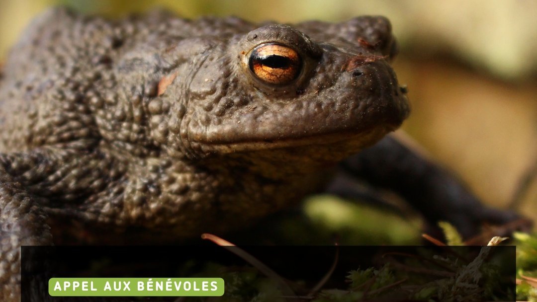 Appel aux bénévoles pour la migration des crapauds